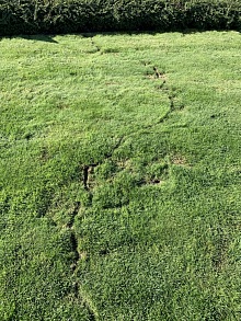 Deratizace mravenců